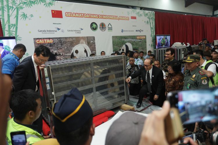 Sepasang panda (Ailuropada Melanoleuca) hasil pengembangbiakan China Wildlife Conservation Association (CWCA) dengan nama Cai Tao (Jantan) dan Hu Chun (betina) tiba di Terminal Cargo Garuda Indonesia Bandara Soekarno Hatta, Tangerang, Banten, Kamis (28/09/2017). Indonesia  secara resmi menjadi negara ke 16 di seluruh dunia, dan negara ke empat di Asia Tenggara yang mendapatkan peminjaman pengembangbiakan Giant Panda.