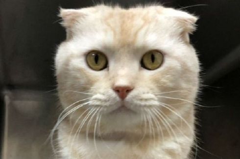 Kirim Kucing Lewat Paket Pos, Pria Taiwan Didenda Rp 41 Juta