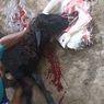 Heboh Kambing Mati dengan Hidung Berdarah di Probolinggo, Sempat Diberi Air Degan dan Sempoyongan