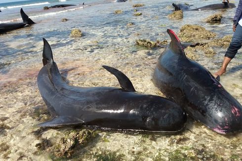 Ini Penyebab 17 Paus Terdampar di Perairan Sabu Raijua NTT