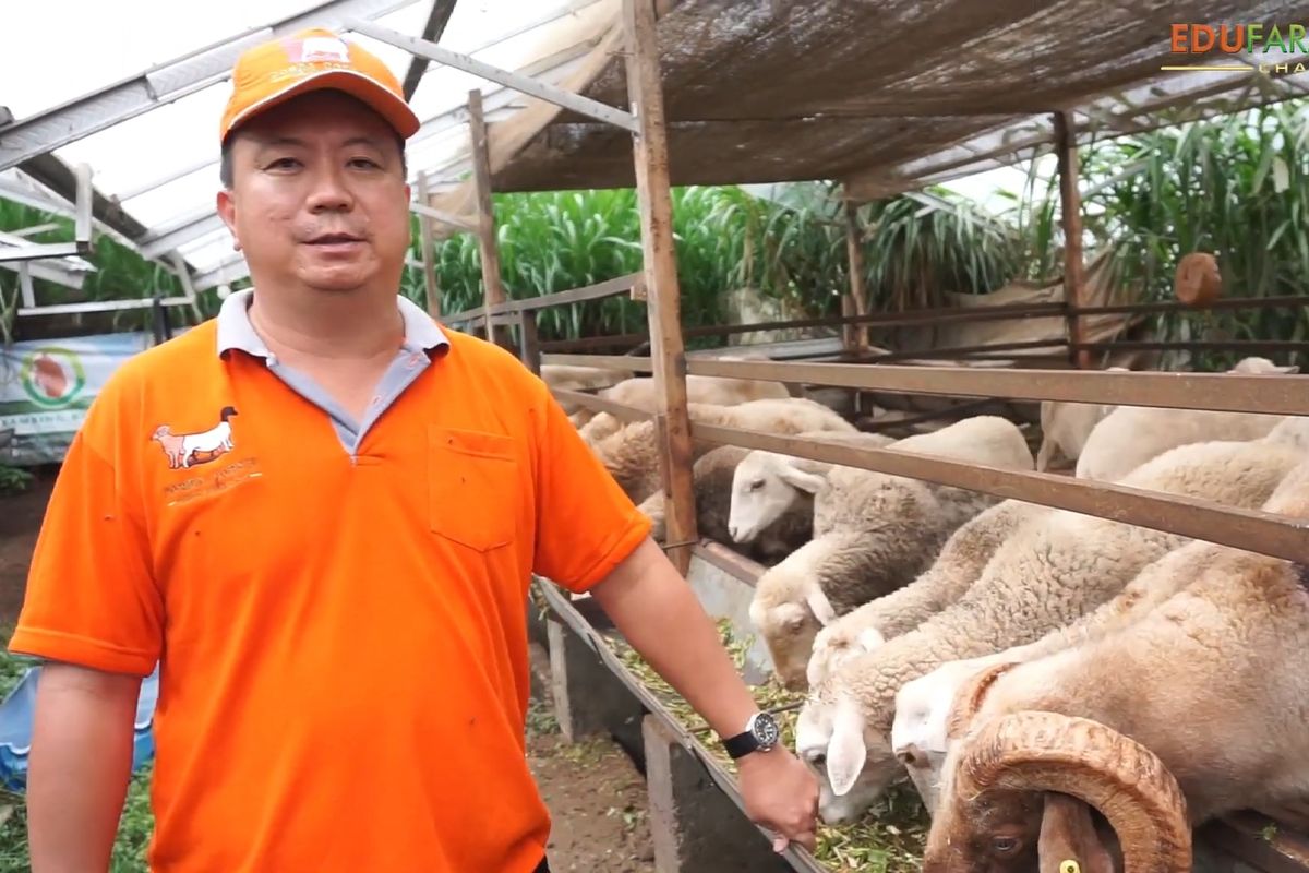 Martinus Alexander sukses menjalankan bisnis peternakan Domba Dorsip dan Kambing Burja, baik untuk penggemukan atau pengembangbiakan.