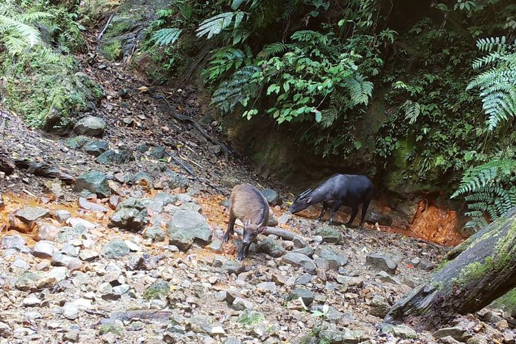 Dua anoa yang menikmati kolam jilat yang mengandung mineral di kawasan Taman Nasional Bogani Nani Wartabone (TNBNW). Anoa ini merupakan satwa liar yang kehidupannya sangat bergantung pada hutan primer.