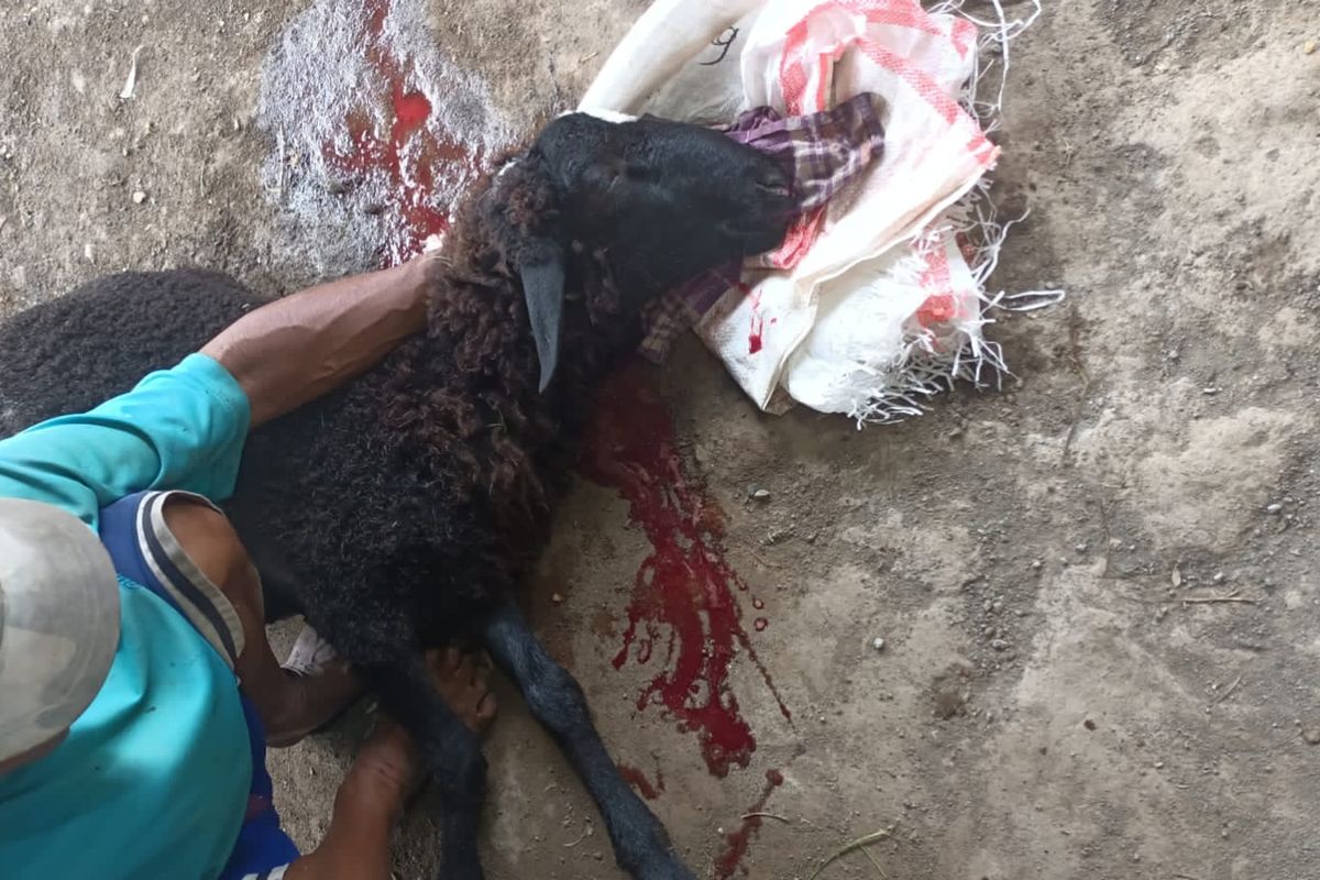 Kambing milik Umar yang mati dengan kondisi hidung berdarah. 