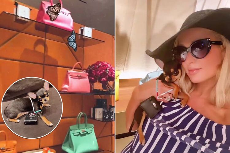 Sosialita Paris Hilton membelikan anjingnya, Diamond Baby, sebuah tas Hermes mungil seharga Rp 79 juta.
