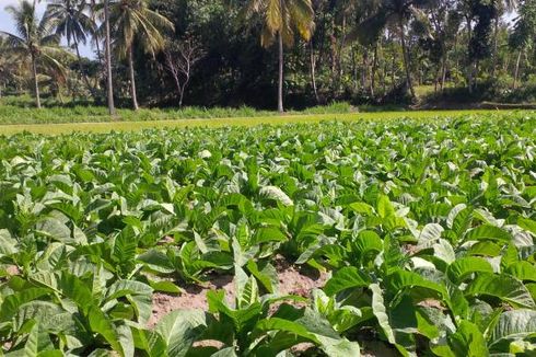 Upaya Lestarikan Lingkungan, HM Sampoerna Raih Penghargaan