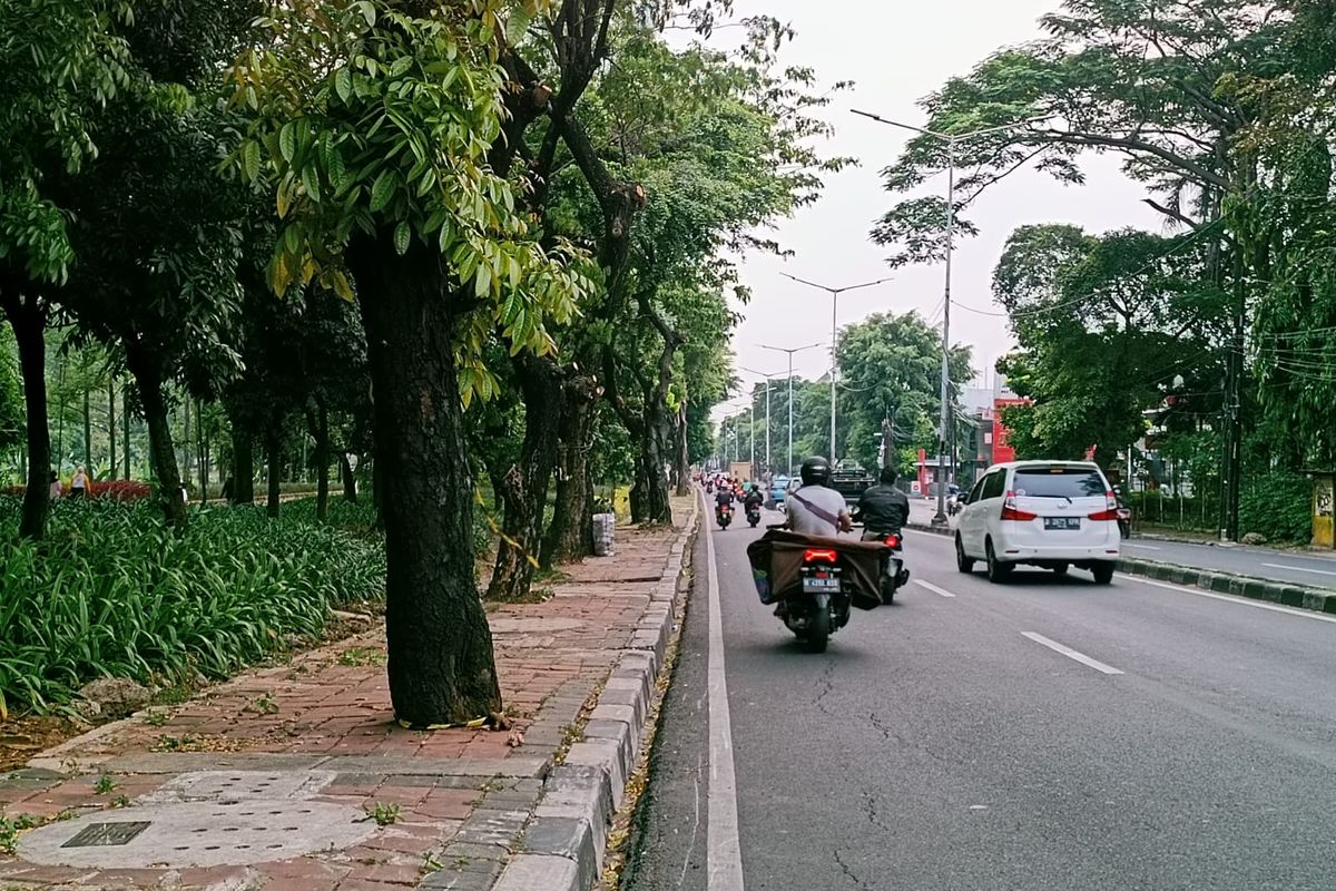 Penampakan pohon di Jalan RS Soekanto, Malaka Jaya, Duren Sawit, Jakarta Timur, yang dihantam oleh dua remaja putri yang diduga meleng saat mengendarai motor, Kamis (27/7/2023).