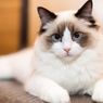 Kucing Mampu Mengingat Nama, Studi Ini Jelaskan