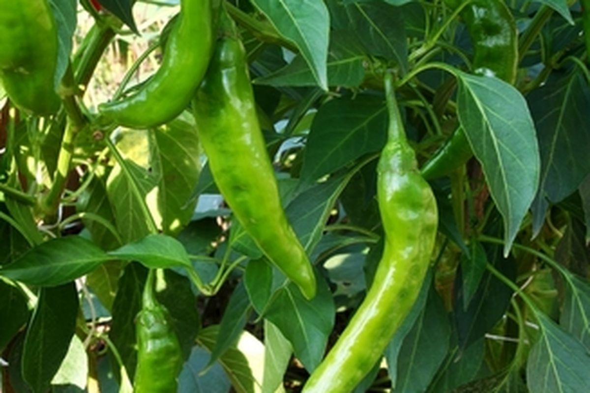 Tanaman cabai hijau