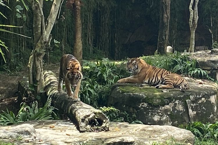 Vidi (18, kiri) harimau betina dari Solo dan Kyai Batua (8, kanan) di LK Lembah Hijau, Jumat (31/3/2023).