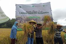 Bangun Pertanian Skala Besar di Kebumen, Dompet Dhuafa Garap Lahan 1.000 Hektar