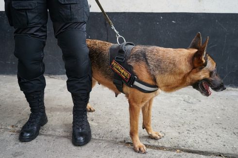 Ungkap Identitas Mayat Tanpa Kepala di Bondowoso, Anjing Pelacak Dikerahkan