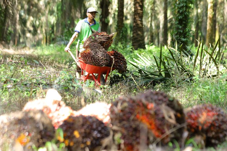 Petani mengumpulkan buah sawit hasil panen di perkebunan Mesuji Raya, Ogan Komering Ilir,  Sumatera Selatan, Senin (9/5/2022). Sri Mulyani perpanjang pembebasan pungutan ekspor CPO hingga Oktober 2022.