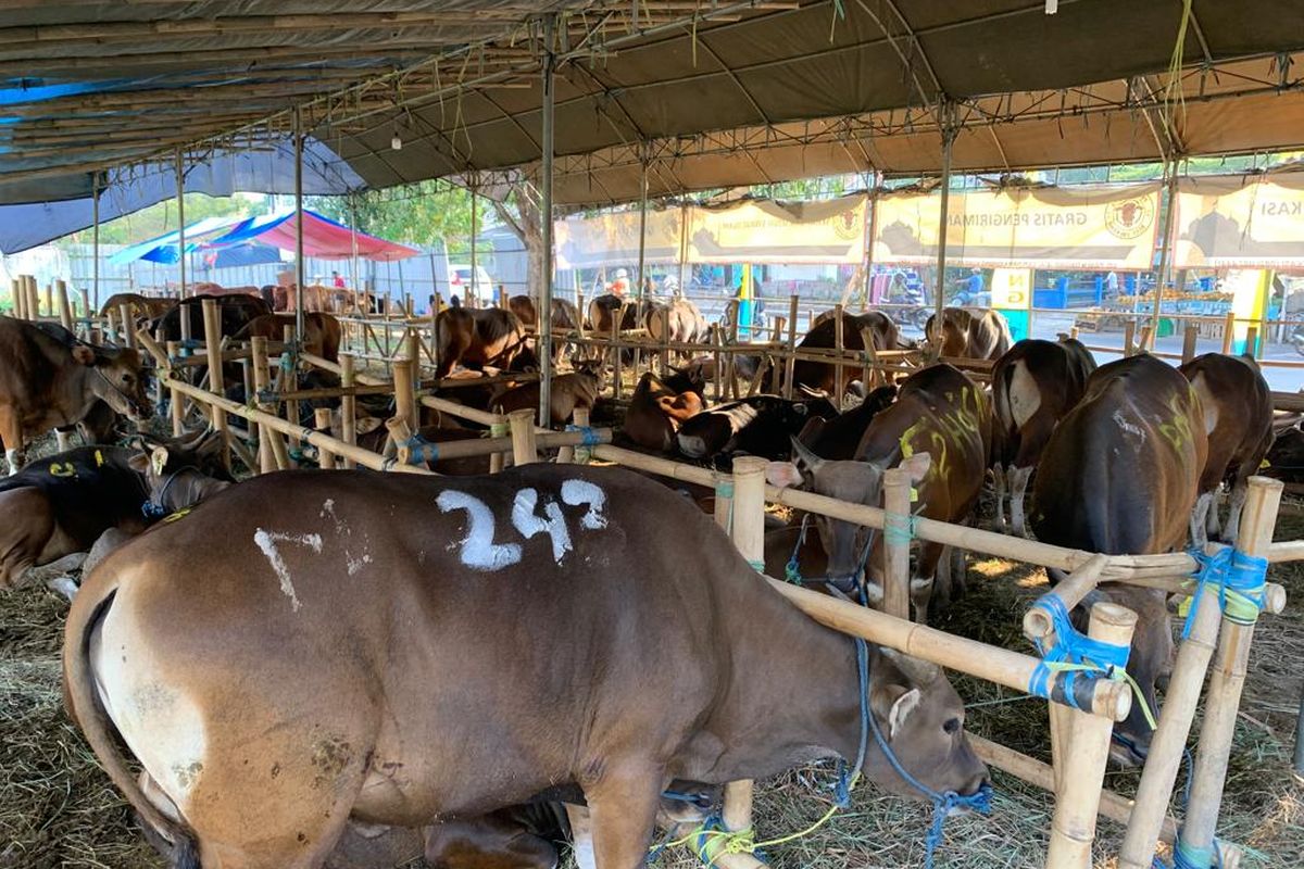 Lapak hewan kurban sapi milik H Ardi yang berlokasi di Jalan Baru Underpass, Bekasi Timur, Rabu (14/6/2023). H Ardi menjual 200 sapi lokal yang didatangkan dari Bali dan Lombok. Bekerja sama dengan Dinas terkait, H Ardi memastikan semua sapi yang dijual dalam kondisi sehat dan layak dikurbankan.