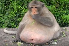 Seekor Monyet Obesitas di Thailand Dipaksa Berdiet