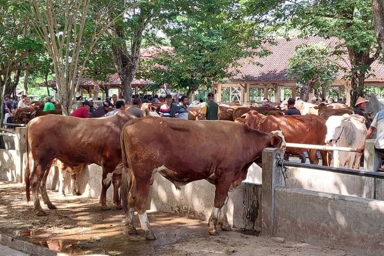 Sapi-sapi milik pedagang yang dijual di Pasar Hewan Ambarketawang, Gamping, Kabupaten Sleman, DI Yogyakarta.