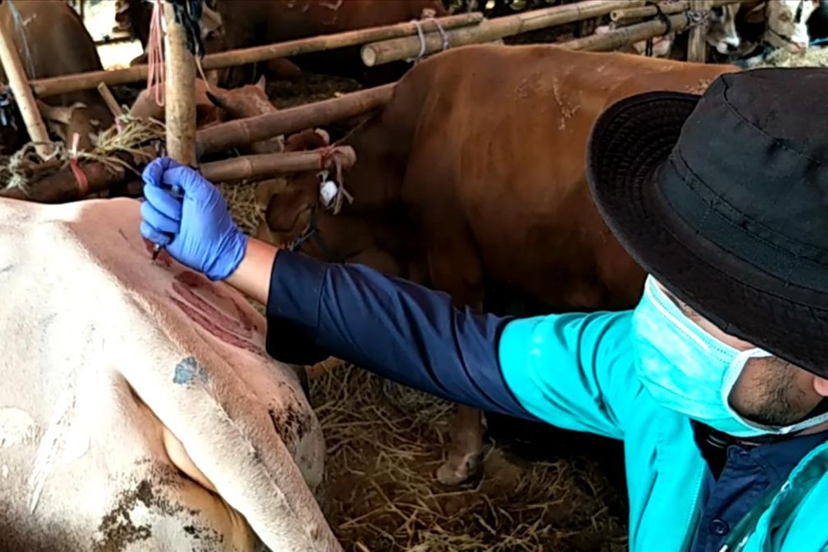 Penyuntikan vitamin bagi sapi kurban yang mengalami radang sendi di Jakarta Utara