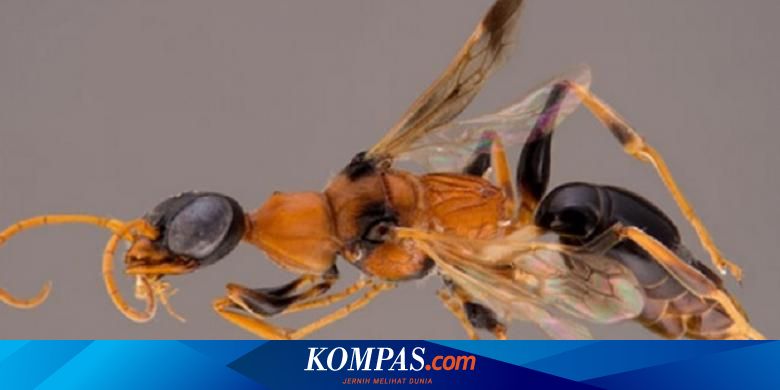 Lupus Puer Chapter 6 Ruang Makan Medan Perang A Harry