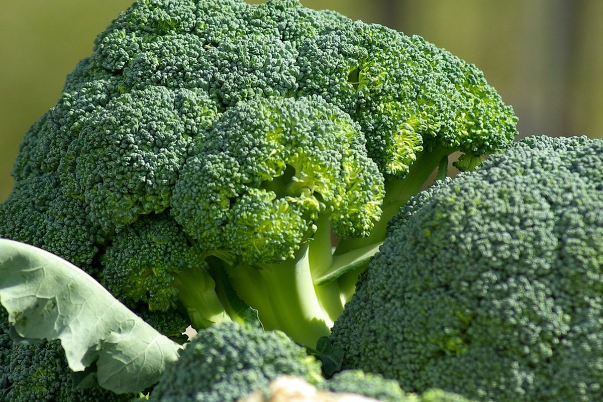 Ilustrasi brokoli. 
