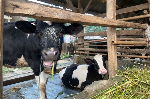 Nagreg Siaga PMK, Puskeswan Cicalengka Tunggu Hasil Lab Sapi