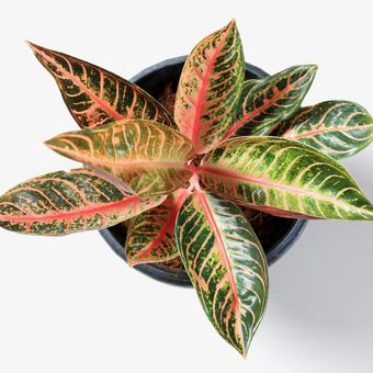 Ilustrasi tanaman hias Aglonema Red Sumatra atau Aglonema Pride of Sumatra.