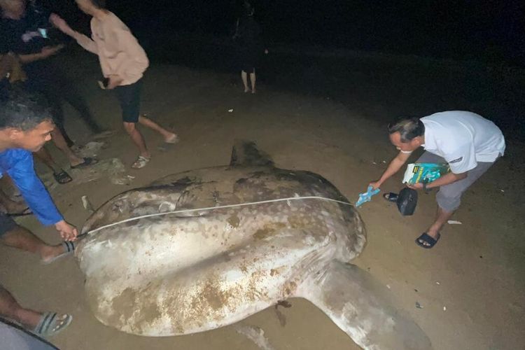 Bangkai Ikan Mola-mola Raksasa Terdampar di Pantai Gorontalo
