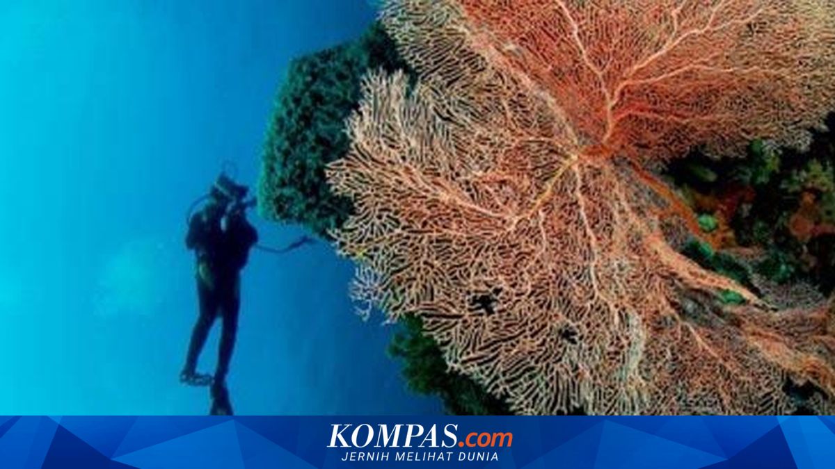 Wakatobi, Surga Bawah Laut yang Menakjubkan