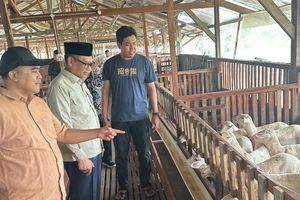 Resign sebagai Teknisi, Pemuda Tegal Sukses Beternak Kambing Ala Wagyu Jepang