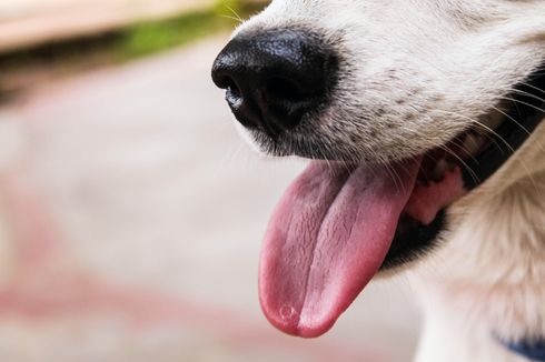 5 Jenis Anjing Besar yang Bisa Dijadikan Teman Bermain