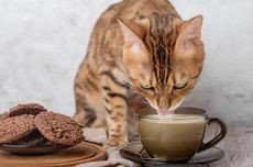 Mengapa Kita Harus Berhenti Memberi Susu kepada Kucing?