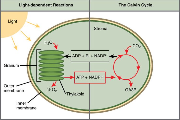 Proses pembentukan oksigen melalui reaksi terang fotosintesis dalam membran tilakoid tumbuhan