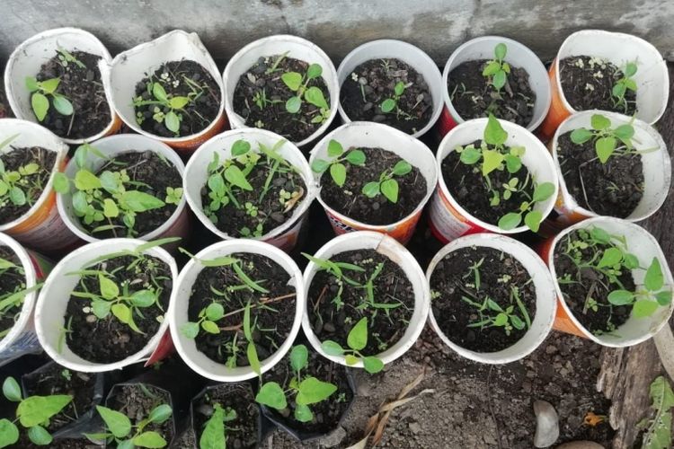 Memanfaatkan bekas wadah mi instan untuk menanam cabai rawit