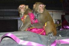 Pria India Gelar Pernikahan untuk Dua Ekor Monyet