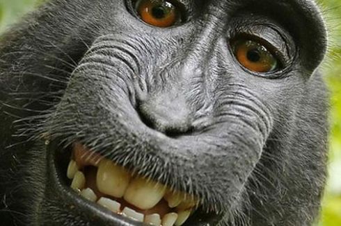 Pengadilan AS Tolak Gugatan Hak Cipta Monyet 