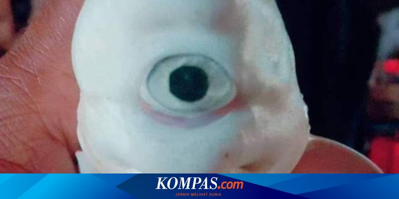 Penemuan Bayi Hiu Bermata Satu Mirip Mata Manusia Bikin Geger, Warga: Itu Pertanda...
