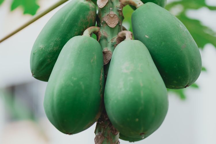 Ilustrasi buah pepaya, pohon pepaya.