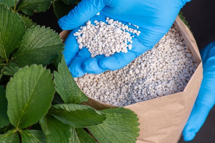 Ilustrasi memberi pupuk ke tanaman.