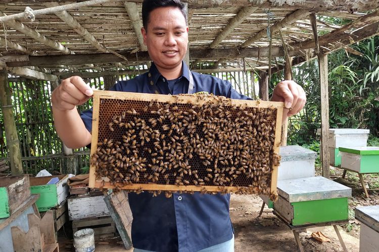 Doni Pridatama owner dari Sarang Maduku menunjukkan sarang madu yang siap dipanen