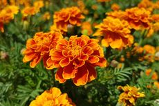 8 Fakta Menarik Marigold, Tanaman Pengusir Nyamuk Selain Lavender