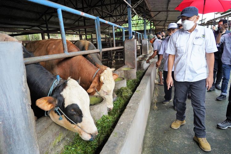 Menteri Koperasi dan Usaha Kecil Menengah (UKM), Teten Masduki meninjau peternakan Mas Ihsan Farm di Cikampek, Karawang, Jawa Barat pada Sabtu (5/2/2022).