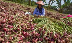 Produksi Bawang Merah di Sumbar Melimpah, Ketua ABMI Harap Tidak Ada Impor