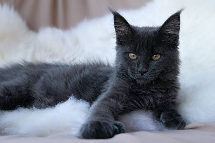 Ilustrasi ras kucing Maine Coon hitam.
