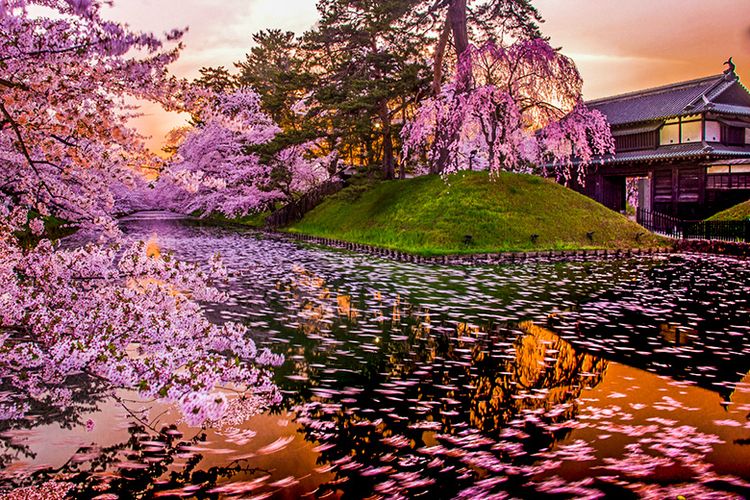 Keindahan Bunga Sakura di Perfektur Aomori, Jepang.