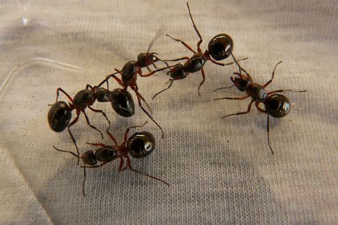 Cara Unik Semut Bagikan Informasi pada Kawanannya, Muntahkan Cairan ke Mulut Satu Sama Lain