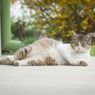 Kenapa Kucing Suka Memainkan Mangsanya Sampai Mati? Sains Jelaskan