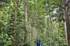 Menyambangi Hutan Harapan, Wana Dataran Rendah yang Tersisa di Sumatera