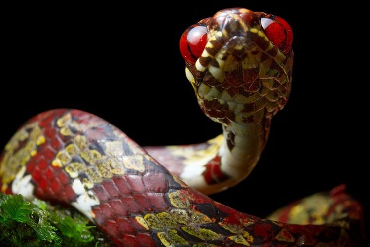 Ular pemakan siput kanopi (Sibon canopy), satu dari lima jenis ular yang ditemukan di hutan Panama. Jenis lainnya diberikan nama oleh aktor Hollywood, Leonardo DiCaprio dengan nama ibunya.
