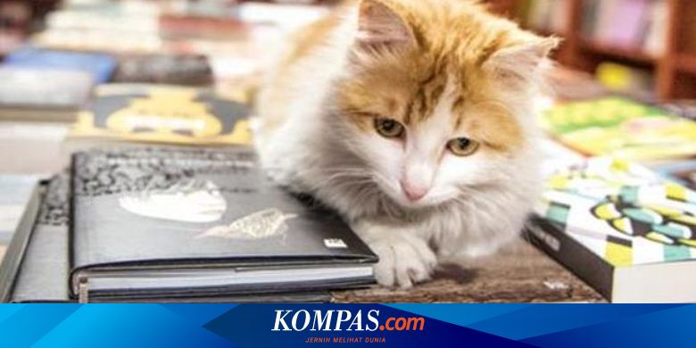 Riset Ungkap Cara Kucing Merebut Hati Manusia Halaman All Kompas Com