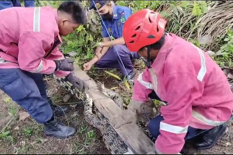 Petugas Pemadam Kebakaran Pulau Sebatik Nunukan Kaltara saat mengevakuasi buaya pemangsa hewan ternak yang menghuni tambak tak jauh dari pemukiman warga