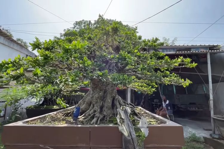 Bonsai seharga Jeep Rubicon dirawat di Kabupaten Sragen, Jawa Tengah