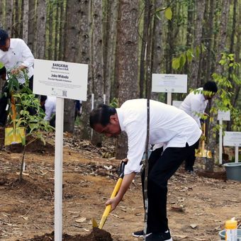Peresmian Miniatur Hutan Hujan Tropis di IKN Nusantara oleh Presiden Joko Widodo. 
